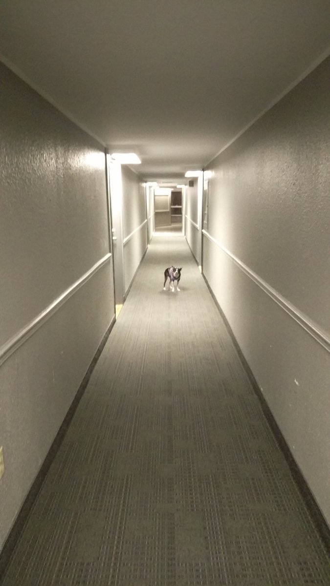TuckertheBoston's tweet photo. Just call me "the lone wolf of the hallway"  #lonewolf #ReadyToPlay #LookingBack #randomhashtags https://t.co/tSt7i2OORz