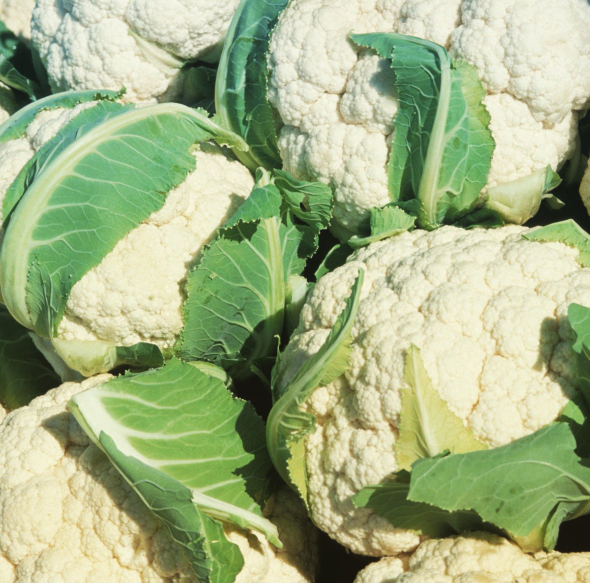 CallVermell's tweet photo. Oferta !! Coliflor ecològica de Mallorca!! Ya disponible para conpletar vuestras cestas! #callvermell #ecomallorca https://t.co/MWC22svagP