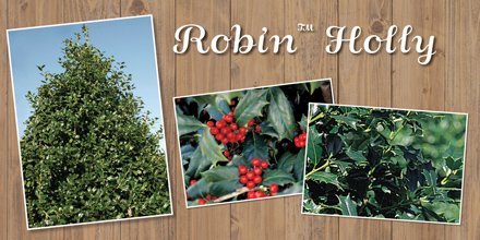 SLplants's tweet photo. Deck the halls (and landscape) with #RobinHolly. Learn more about this beauty here. https://t.co/VQbo6OEiNn https://t.co/BPxaij2iq1