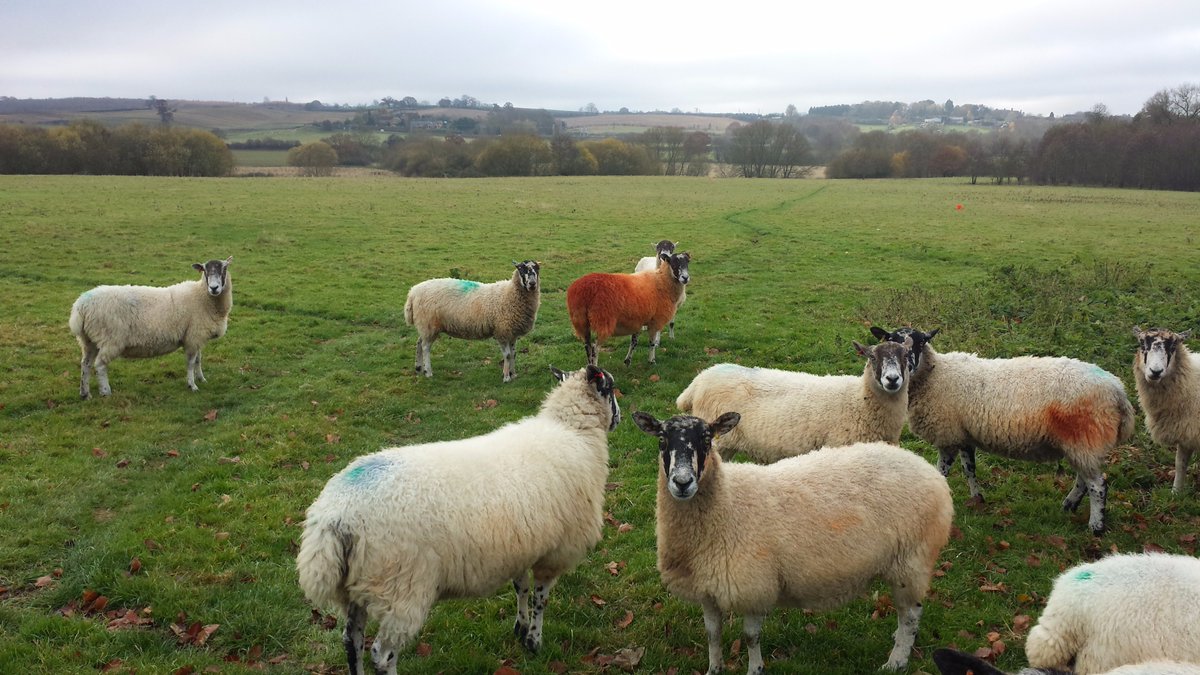 Spot the ewe that`s been tupped !! may need a bit of counselling ? #tuppingtime #sheep365