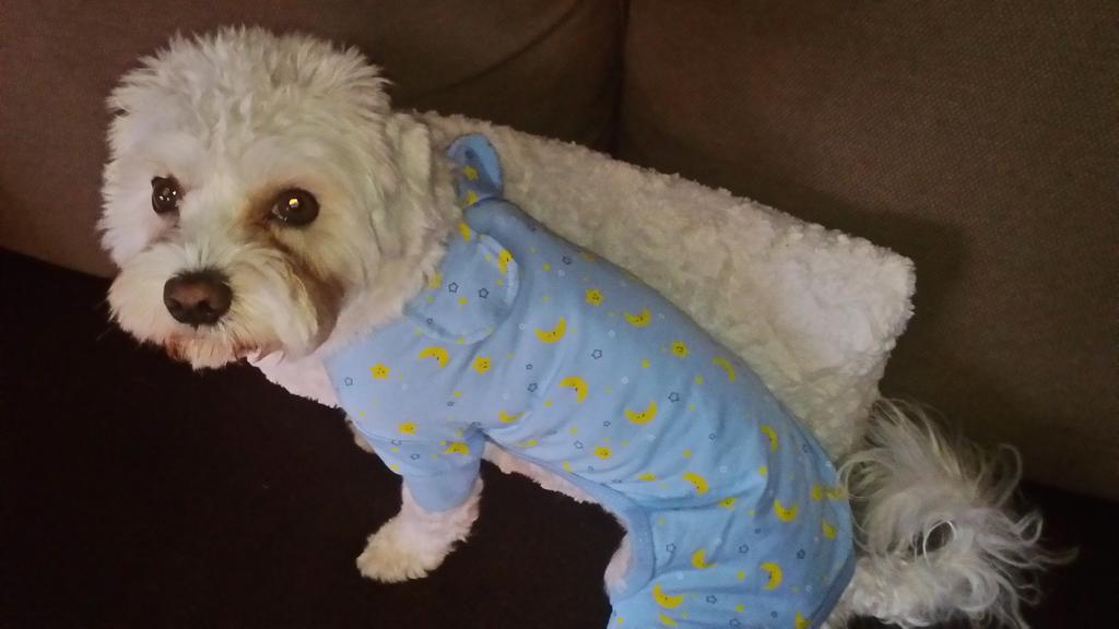 pablitopd98's tweet photo. Pijamita nuevo y a gozar 🐕 😂😂 @Lau_PD, lo cuidas más que a tus hermanos https://t.co/6M3FccBOPw