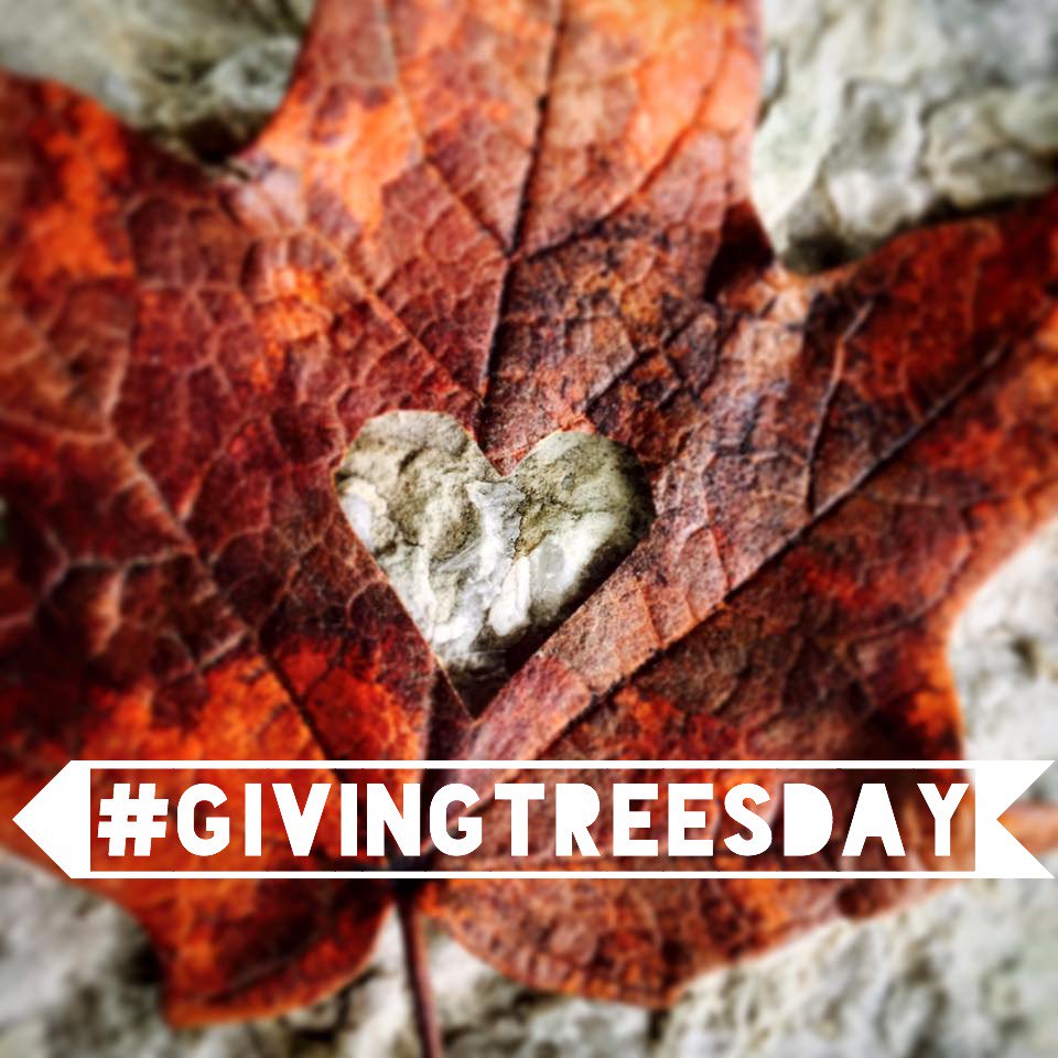 kibiorg's tweet photo. Turn #thankful to #treeful &amp; #GivingTuesday to #GivingTreesDay, what do you get? #soup + a chance to give at https://t.co/bAfGE2A8MX https://t.co/V9XV7rtO4U