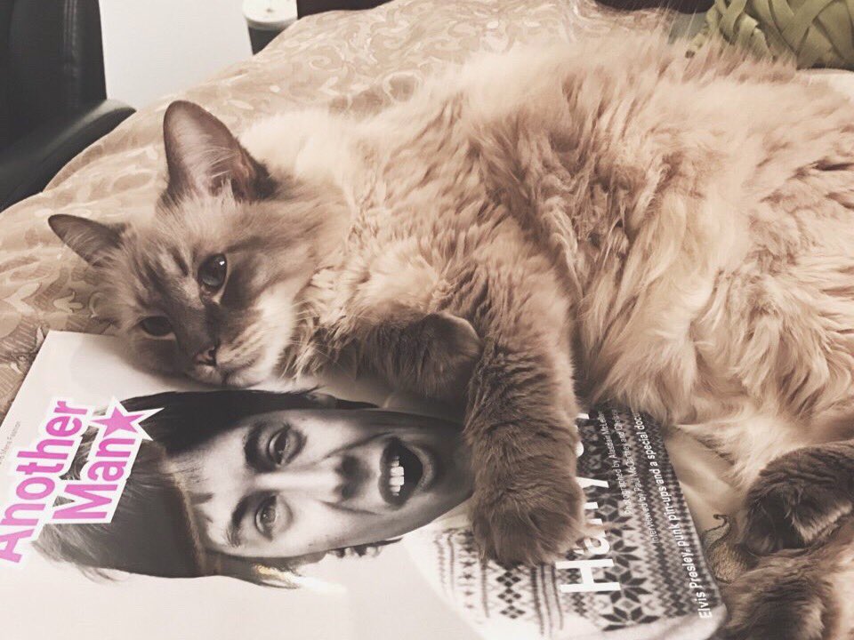 darlingscurly's tweet photo. se você está tendo um dia ruim olhe essa foto 🐱💐 https://t.co/htCI4rIFX8