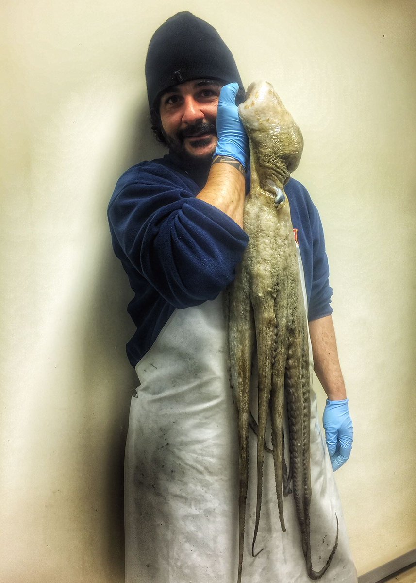 Super polpo #portosantospirito