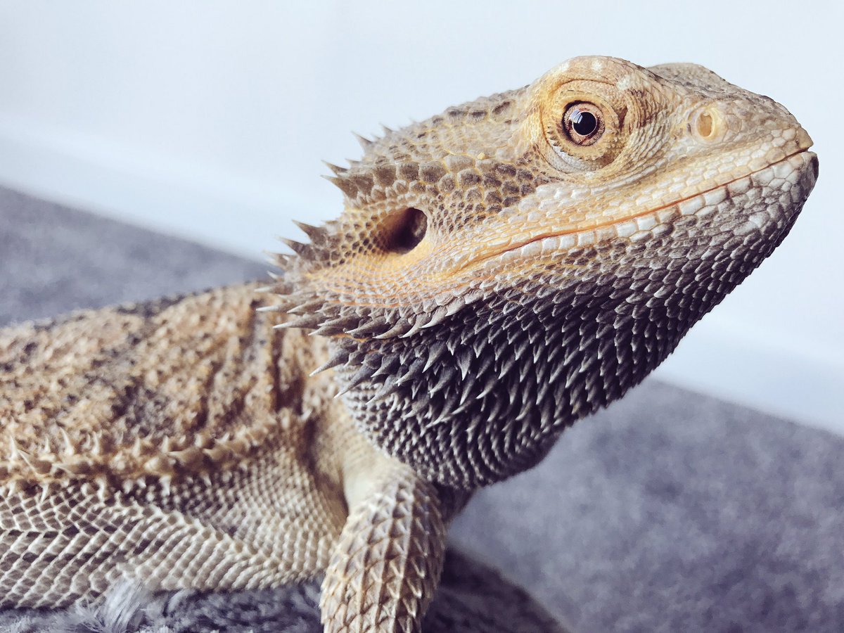 Syndicate's tweet photo. Me and Steeve got bored so we decided to do a photoshoot 😎 https://t.co/cjZFeTWp3C