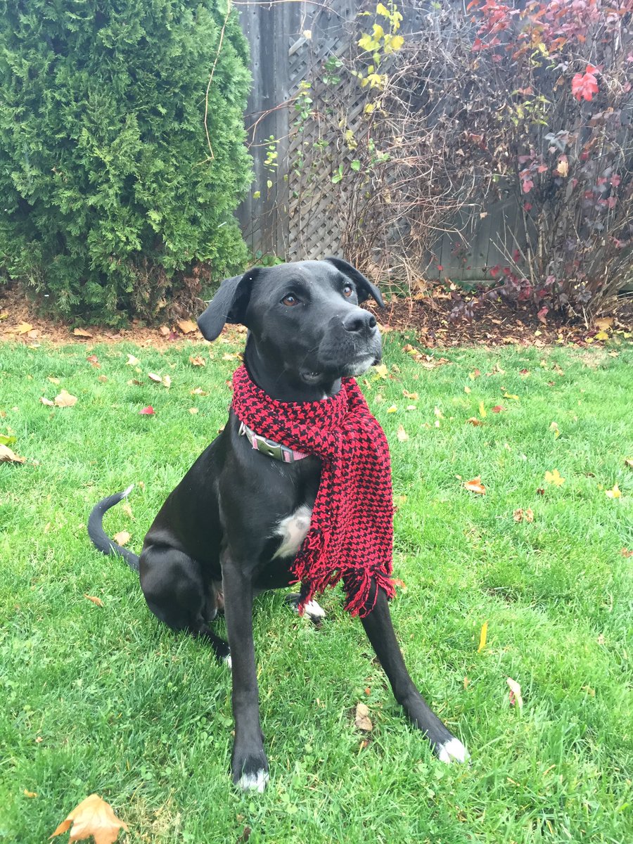 SheRa is dreaming of a home for Christmas. petsaliveniagara.ca/adopt #mychristmaswish <a href="/Petsaliveniag/">Pets Alive Niagara</a> #adoptme #hope  #helpmefindmyforeverhome