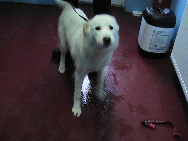 donegalcouncil's tweet photo. Looking for a new dog? Pls contact the Dog Shelter @ 074 91 25159 as these dogs are looking for new homes.  For more https://t.co/vMnMACLust https://t.co/v36Z7jeTnG