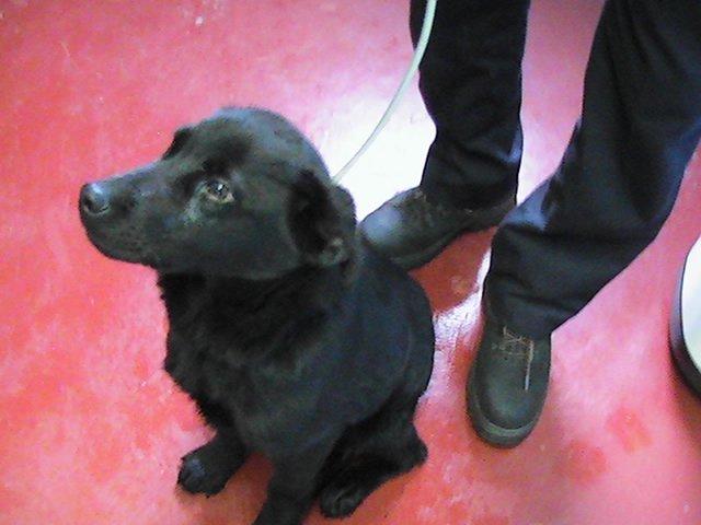donegalcouncil's tweet photo. Looking for a new dog? Pls contact the Dog Shelter @ 074 91 25159 as these dogs are looking for new homes.  For more https://t.co/vMnMACLust https://t.co/v36Z7jeTnG