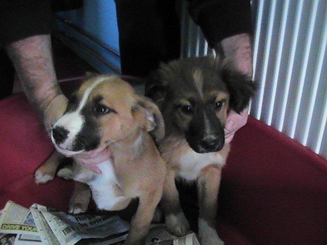 donegalcouncil's tweet photo. Looking for a new dog? Pls contact the Dog Shelter @ 074 91 25159 as these dogs are looking for new homes.  For more https://t.co/vMnMACLust https://t.co/v36Z7jeTnG