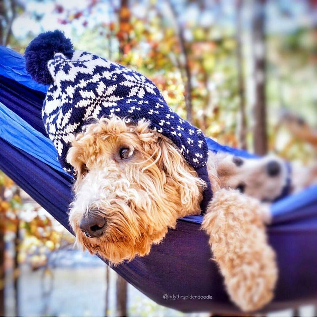 It's nice to have friends you can just hang with @indythegoldendoodle #adventuremutts #ado… ift.tt/2fxsZvX