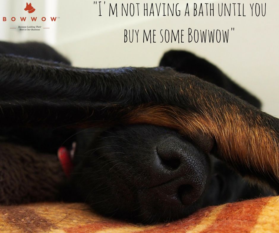 bestofbowwow's tweet photo. Our products are 100% natural and will leave your #dog feeling and smelling amazing. https://t.co/D66tpo0E0P https://t.co/2ydvwV3Bg7