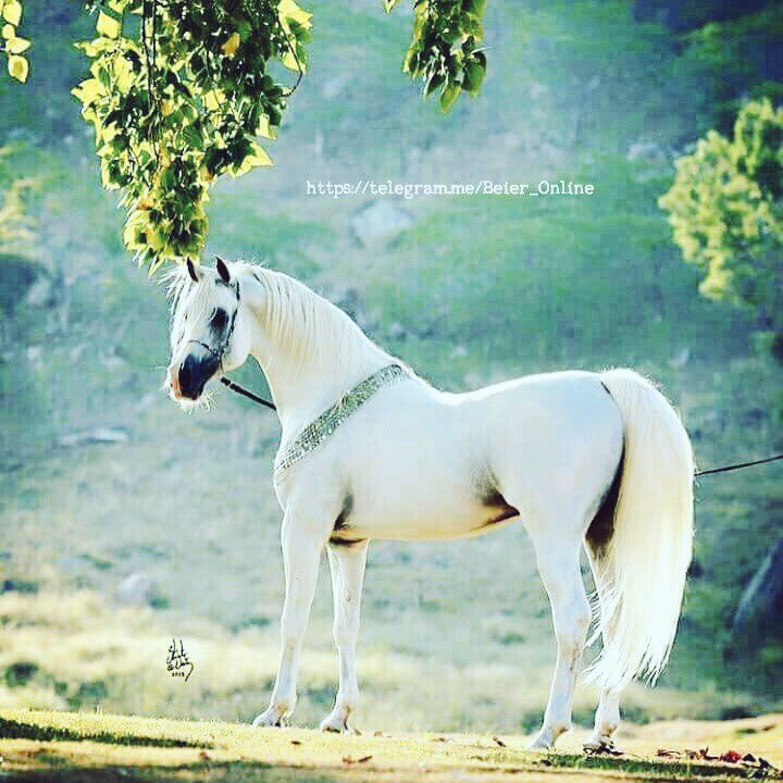 مآهمني شــكل וلبشر ۈالأسآمي ؛
וلمحتــرم له ﻣنيء غـلا ۈﺎﺣترآمي👌

'