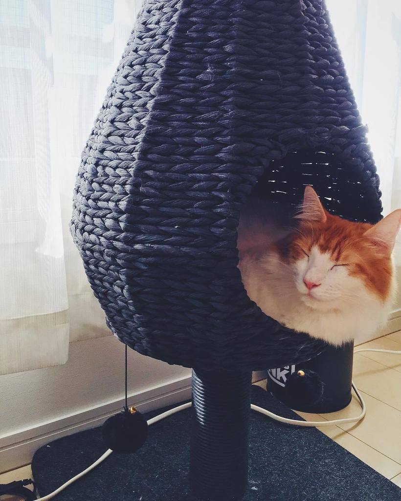 tonarineko223's tweet photo. 寝心地良すぎて首出てる😁
#猫 #ネコ #ねこ #cat #norwegianforestcat #instacat #catsofinstagram #love #bestca… https://t.co/bg5PVu4v7C https://t.co/oR6fYVHo4M