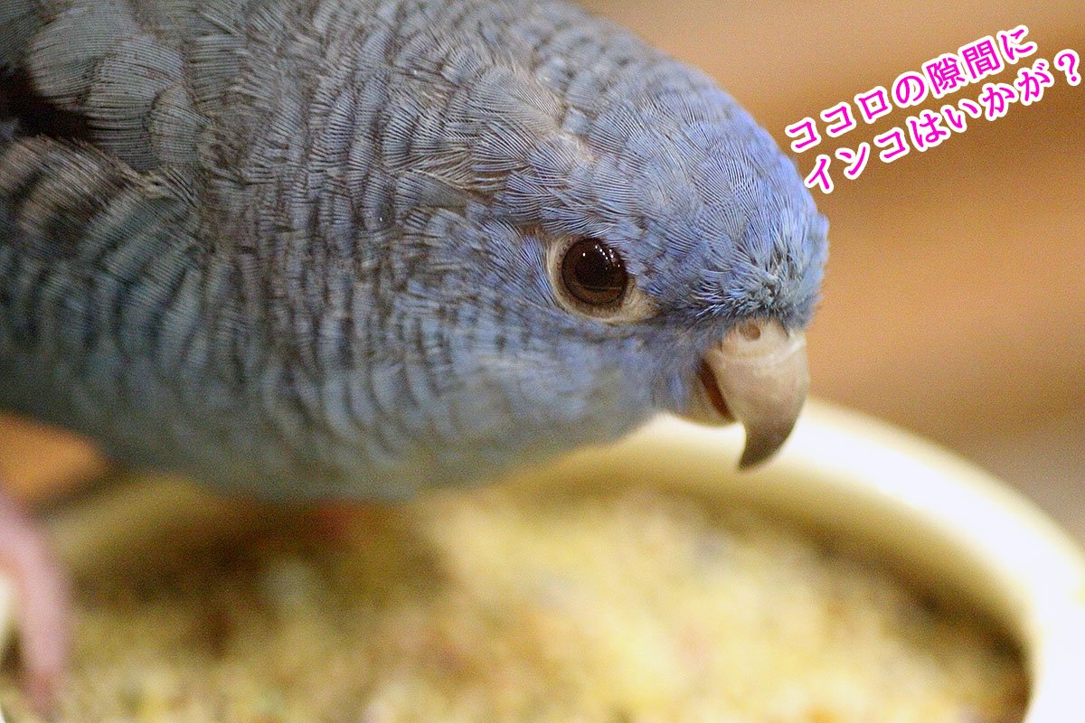 しゃべる インコ