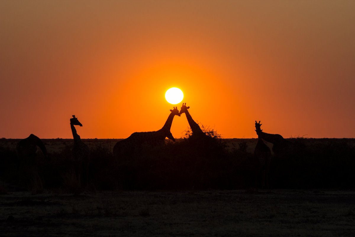 Little did we realise our early morning drive will bring with it an unforgettable sunrise at Chobe National Park, Botswana. #mybestintravel