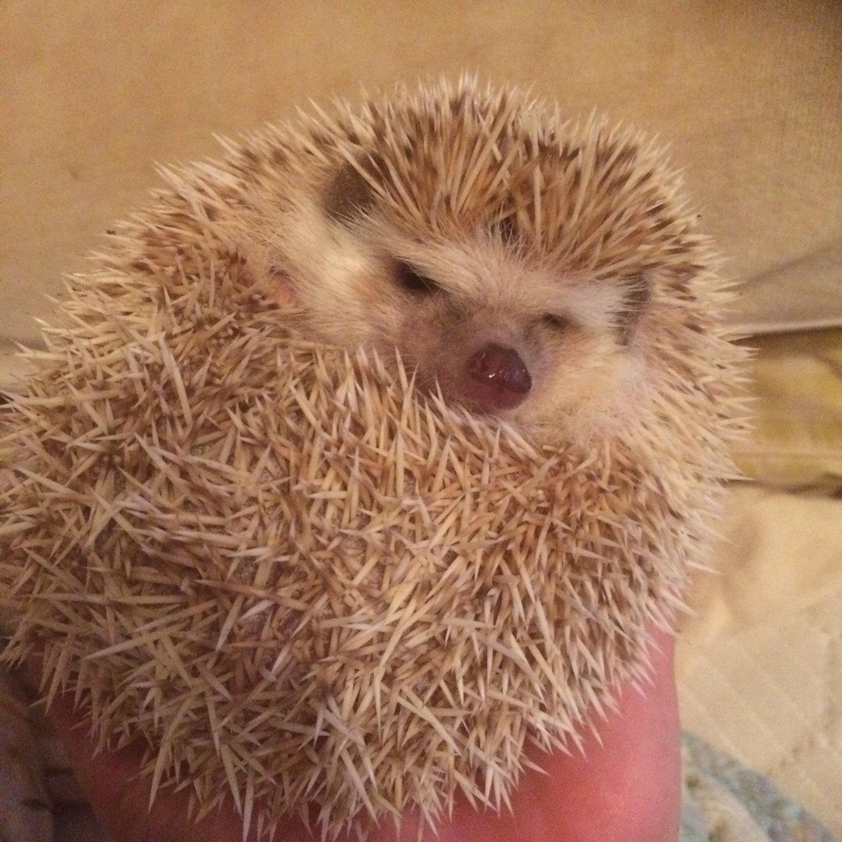 harinezumi1220's tweet photo. しろちゃんは私が仕事から帰っても微動だにせず爆睡しています。
抱っこしたら機嫌の悪いこの表情（笑）臆病くんだもんね(*_*) https://t.co/JDgQQ1Lc2E