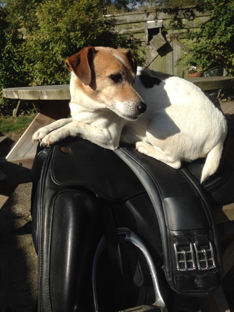 Even Rodney the terrier loves <a href="/FairfaxSaddles/">Fairfax Saddles</a> !
#GoodChoice