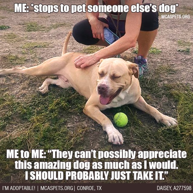 MCASPets's tweet photo. The amount of times I legitimately consider dog-napping is really getting out of hand. 😳 #HideYoPets #ICantBeTrusted https://t.co/K7z0Gc4yXg https://t.co/2pGGvls2D5