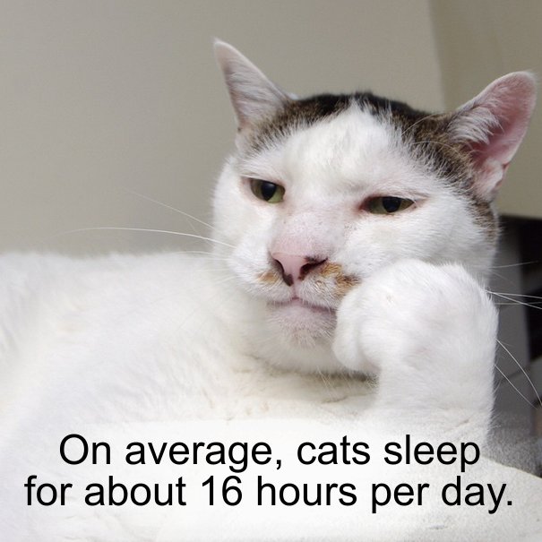 DailyRandomF's tweet image. #cat #cats #sleep #fact #facts