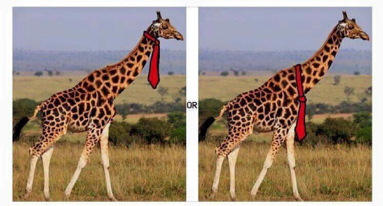 tmold16's tweet photo. When a giraffe goes to work, do they put their tie at the top or bottom of their necks? #shittyaskscience https://t.co/oYzYIYDXpR