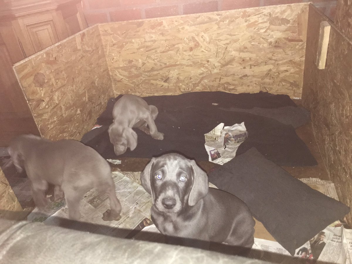 DieterTillmann's tweet photo. Ausnahmsweise mal ein #Tierbild von mir gepostet.
Echt süße #Weimaraner #Welpen, 8 Wochen alt &amp; total putzig.
Der Vordergrund wollte zu mir. https://t.co/yM2S34DE8y