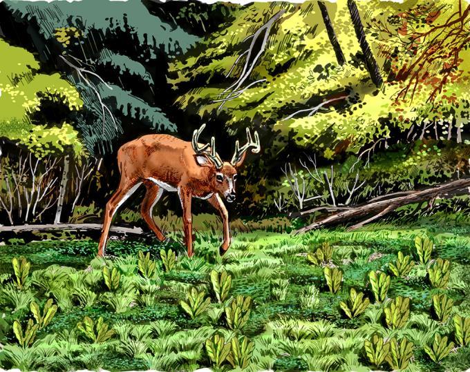 MoonGuideHunter's tweet image. Grow your food plots like these pros. bit.ly/1SbFaeu