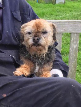 millypod1's tweet photo. #Lost #ScanMe #BTPosse OLDER Border Terrier Male 
#Fordingbridge #Stuckton #Hampshire  #SP6 
https://t.co/4wHUjmifiL https://t.co/im2COBviNf