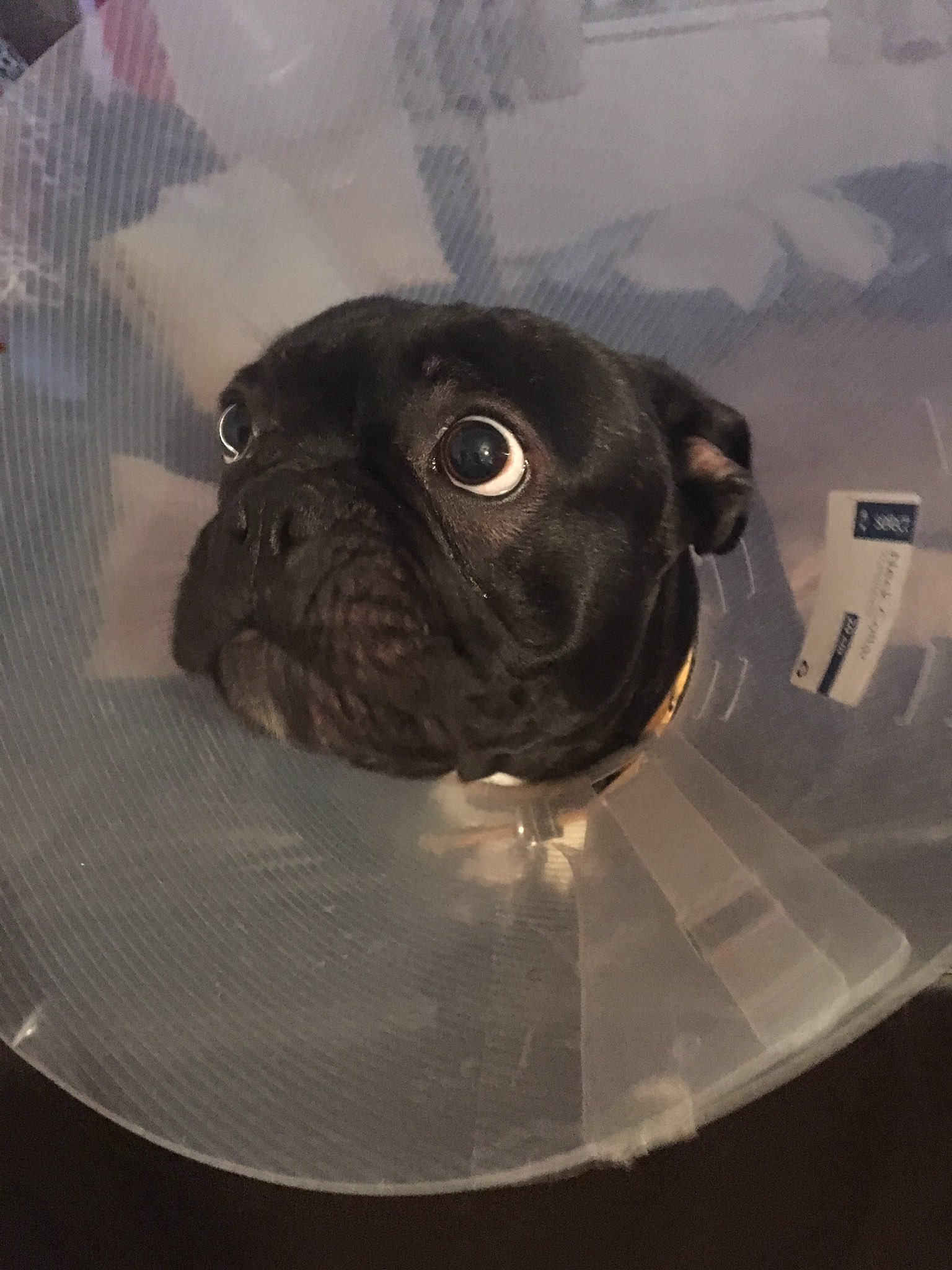 French bulldog cone 2025