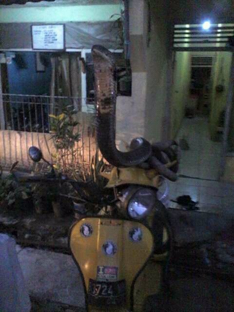 jay69637524's tweet photo. King kobra! ini telah makan korban sampai 10 orang https://t.co/bIfoKqhqrU
