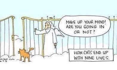 christianfunnyp's tweet photo. How cats end up with nine lives https://t.co/dmrBxzSvIm
