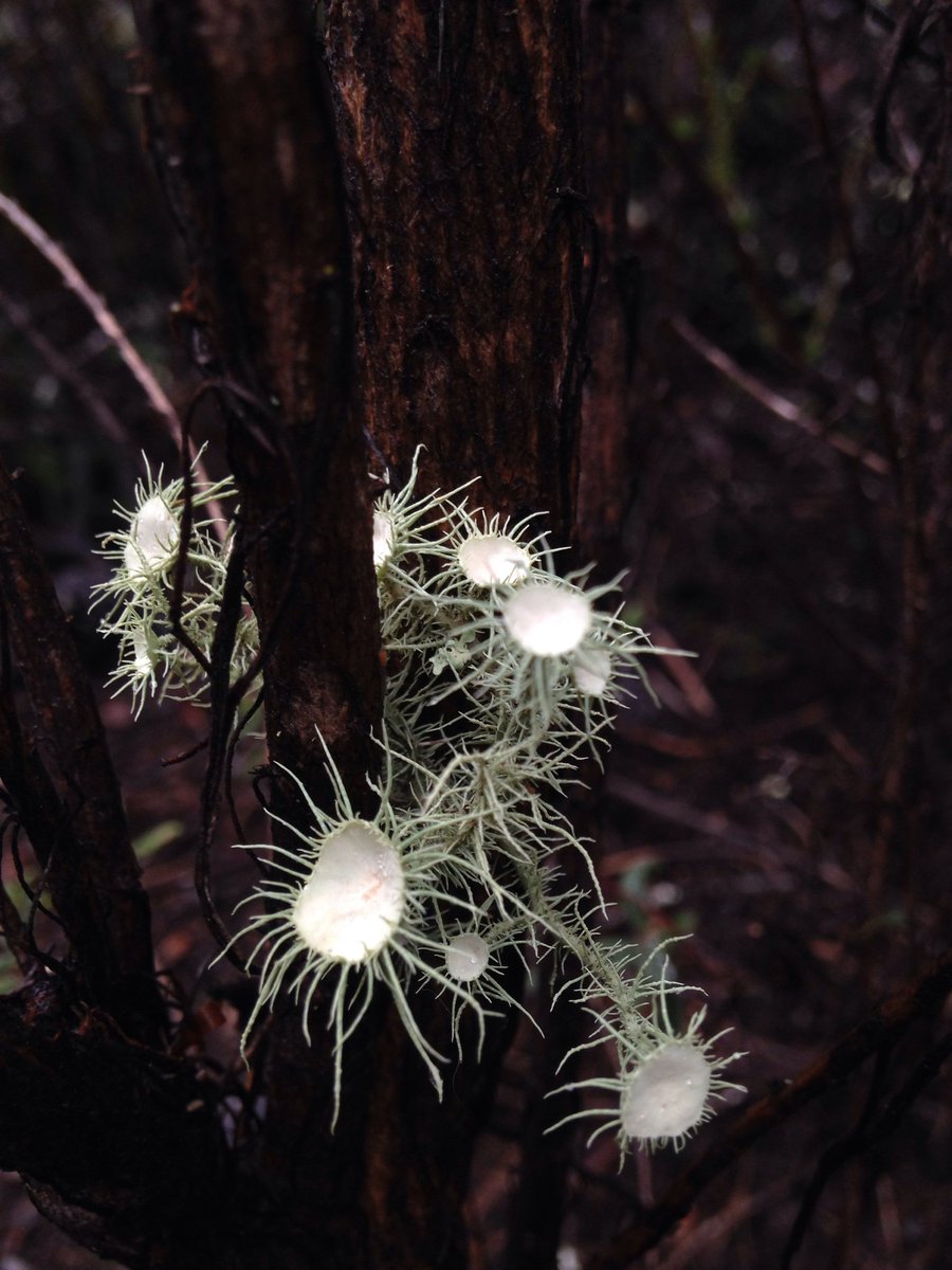 inaturalist's tweet image. This Arizona Beard #Lichen, seen in #California by stephanomeria, is our Observation of the Day! inaturalist.org/observations/4… #nature #citsci