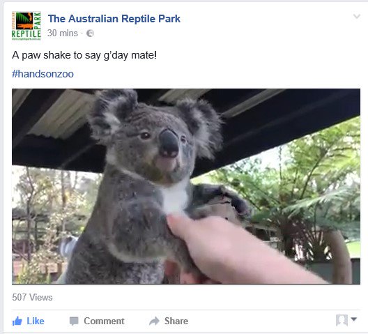 Australie_fr's tweet photo. Ça vous dit de lui "serrer la patte"? @visitingNSW 
Video The Australian Reptile Park in Visit NSW 
https://t.co/i5ifkH0B2H  #animals https://t.co/WIF9XVPCyk