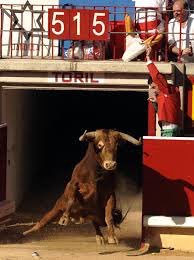 #Capuchino Gran toro