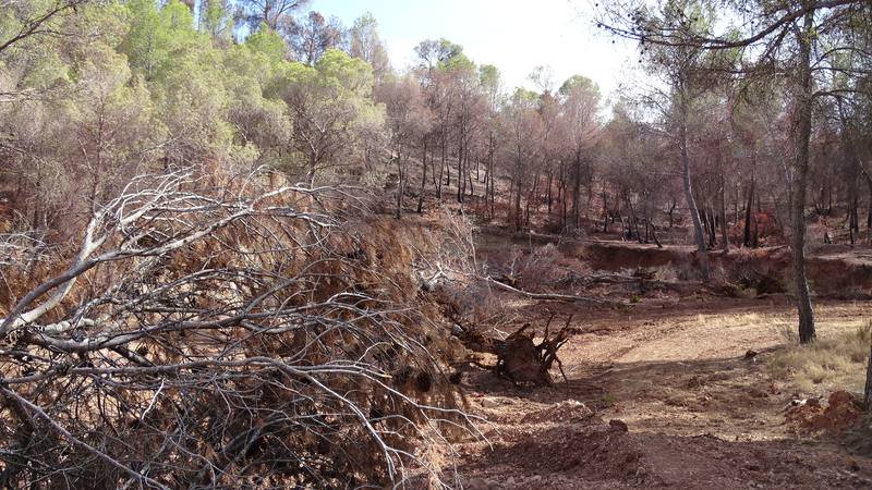 rtveplay's tweet photo. O nos tomamos en serio la gestión forestal, o el fuego lo hará por nosotros. 'La huella del fuego' #CRincendios https://t.co/upDbcbNcwm https://t.co/6EdDmEttaT