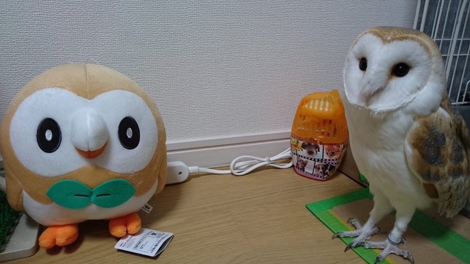 Pokemon_Days's tweet photo. Nice to meet you!🍃 https://t.co/DBHVp8hFFz