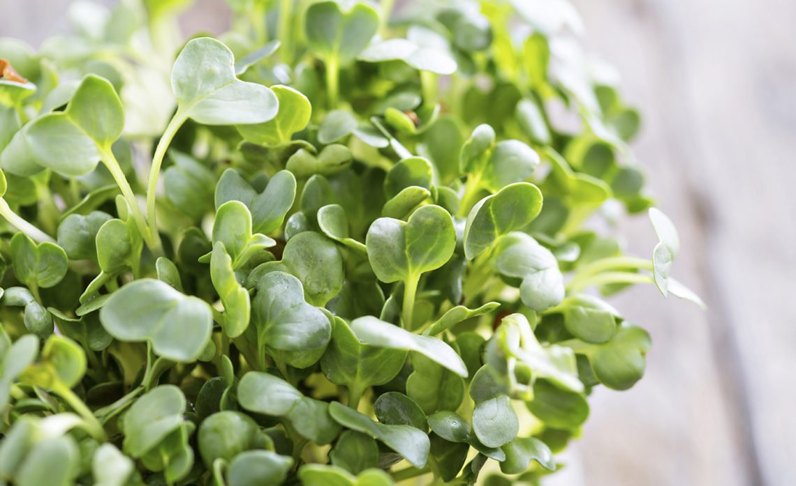 Scheuten zijn het nieuwe powerfood, zeg dat ik het gezegd heb :). #moestuin #tuinieren #tip #koken 
angelodorny.be/scheuten-kweke…