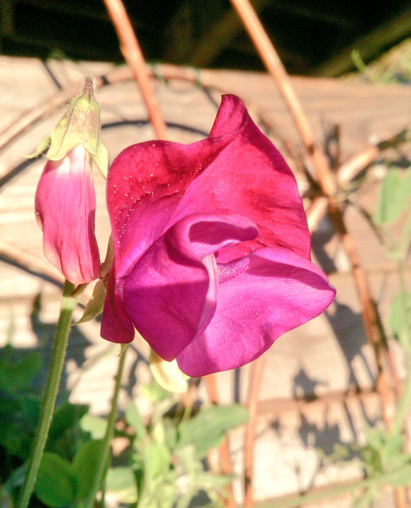 CoedenFachTrees's tweet photo. Beautiful Sweet Pea is still going strong at site...but it's nearly December! #climatechange #carboncapture https://t.co/Jhg0VmE178