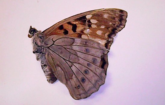 Texas Wildlife Edu tweet media