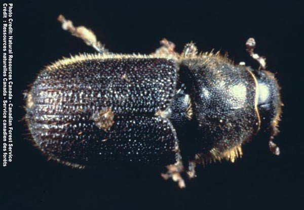 NRCan's tweet photo. Provinces and Territories to give updates on #CDNforest pests at Pest Management Forum Nov. 29-30, in Ottawa https://t.co/7E6Wkexdia https://t.co/Vii57E7PuG