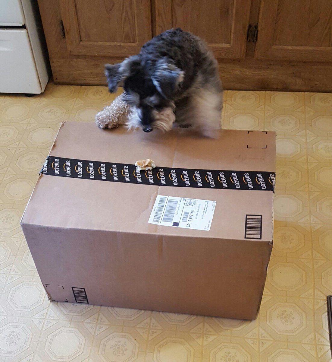 247razz's tweet photo. After attacking and then befriending the UPS mail, Tucker wonders what's in the mystery box he delivered https://t.co/7Shs8xahRu