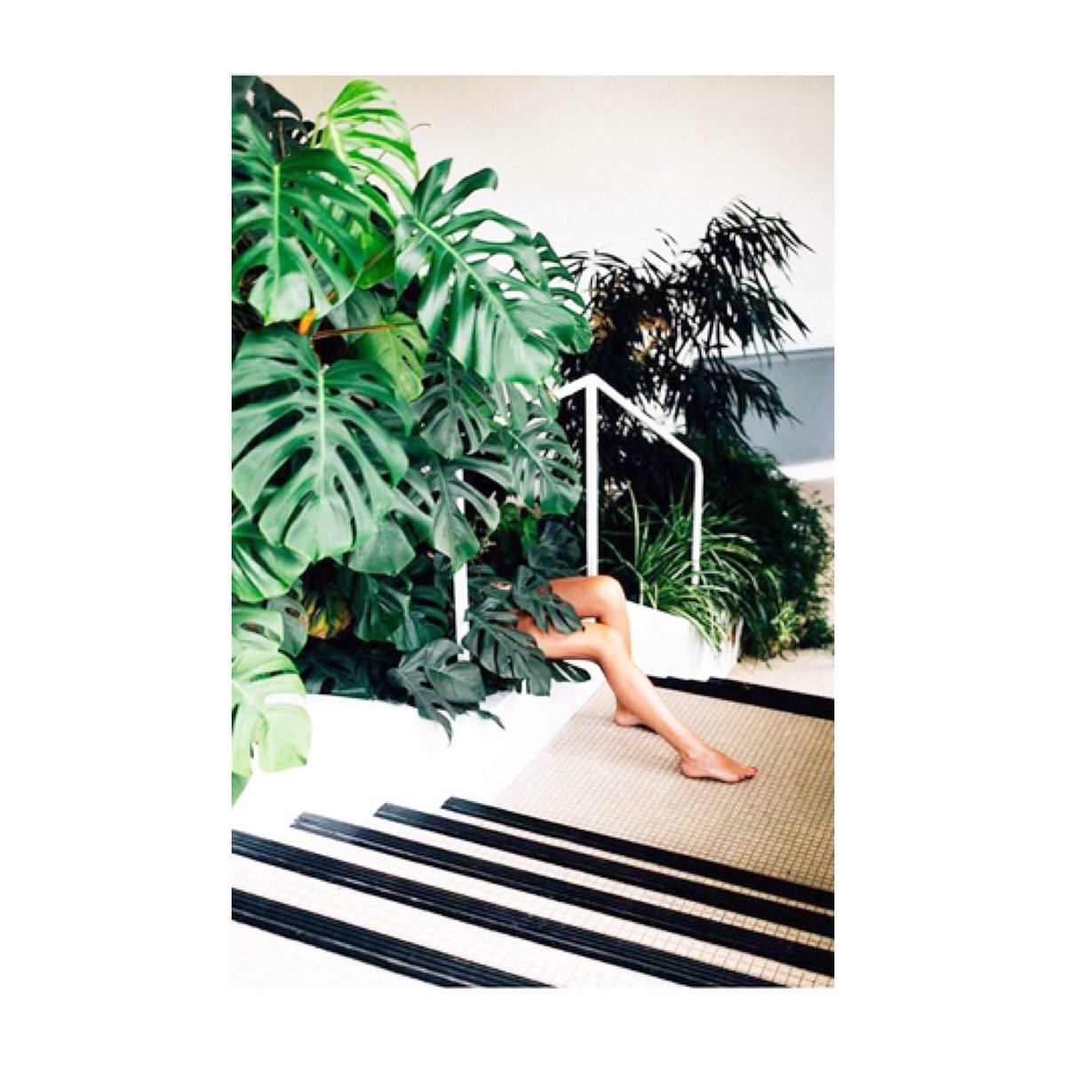 MCBeautyDrawer's tweet photo. Peek-a-boo 🌿 #PowderPlant https://t.co/7gWBqi0jg7