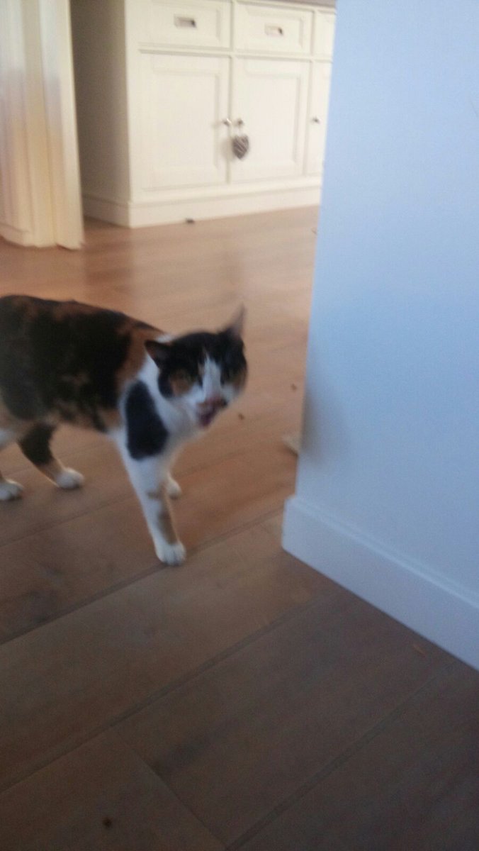 jannie229's tweet photo. Van wie is deze lapjes kat? Zit telkens bij mijn zus op de duinriet, het dier is uit gehongerd en erg lief. Graag RT https://t.co/7txuL05vWz
