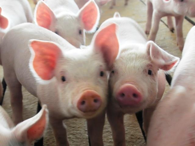 FJ_PORK's tweet photo. The latest in pig #markets from #CaseyWestphalen https://t.co/kI9RgKd0Ca https://t.co/BzahqcFwm5