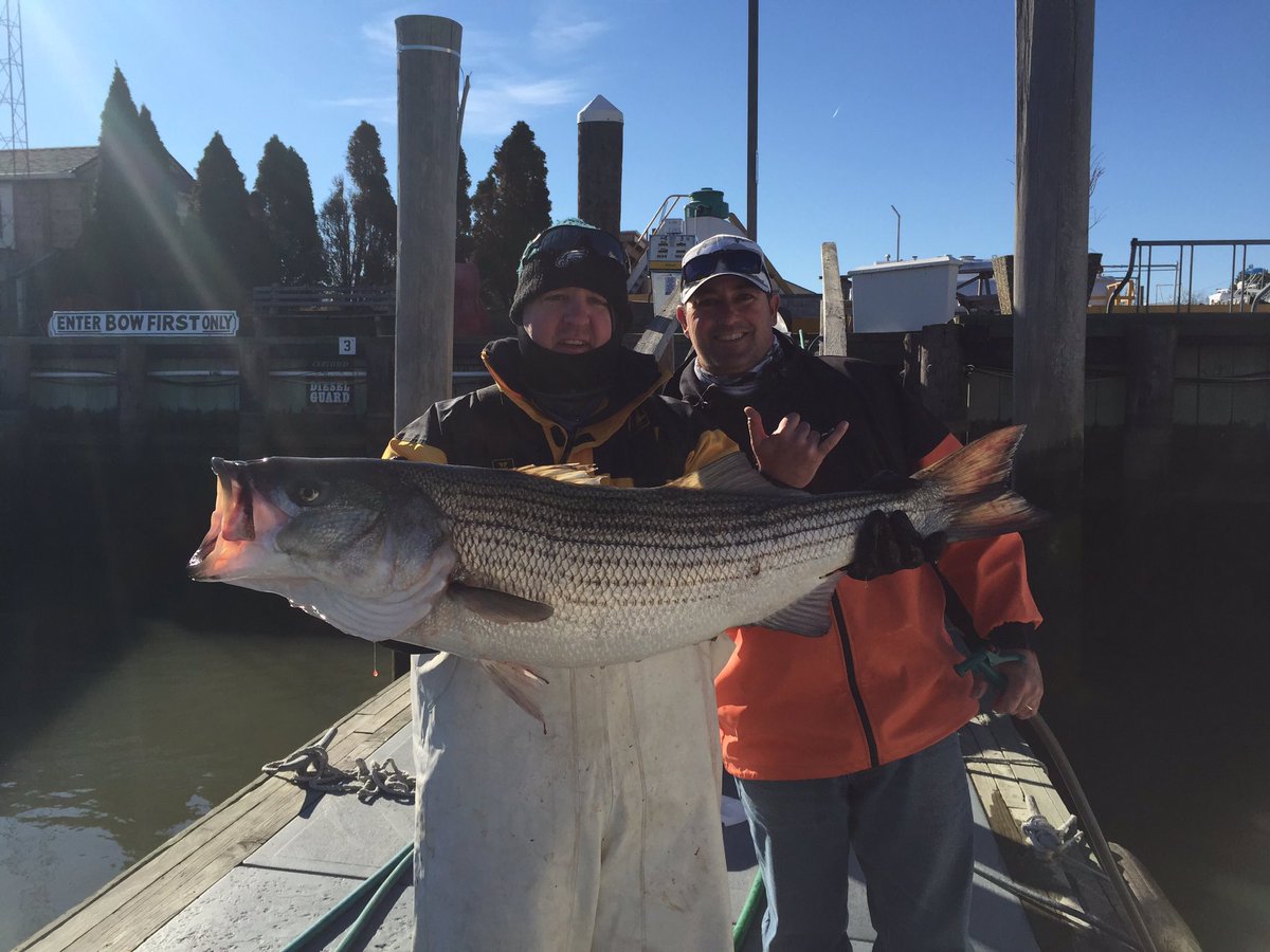 Over_pour's tweet photo. @BabeWinkelman Striped Bass fishing heating up along the NJ coast follow me @Over_pour for pictures and reports #Striperfever https://t.co/zcQyg9Tmf2