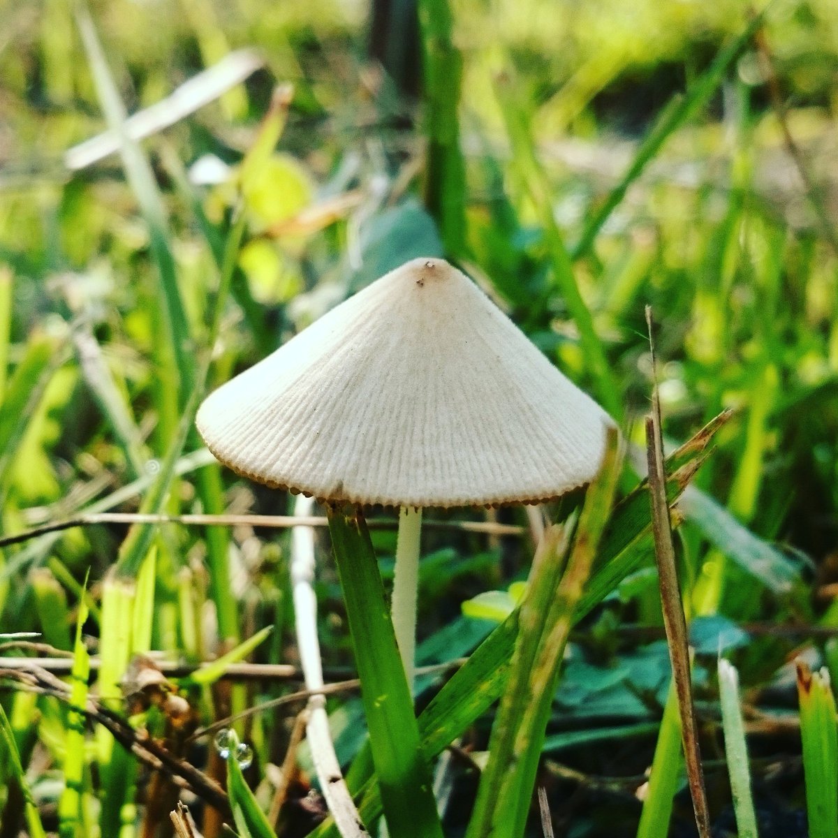 SA_photobook's tweet photo. Mushroom
#photography
#nature_view #Bangladesh
#nature #naturephotography
#Xperia Z2
#shahamanat_photography https://t.co/AkukkwyGSG