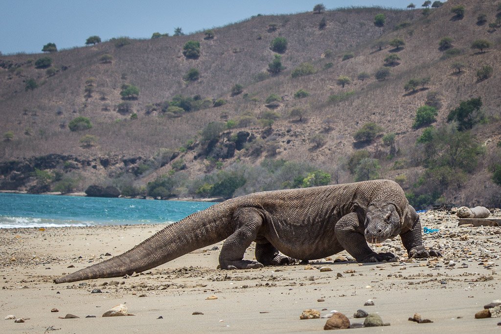 GC_Adventure's tweet image. Komodo Island is one of the many islands of Indonesia. However, this one is home to the world's largest lizard, the Komodo Dragon.