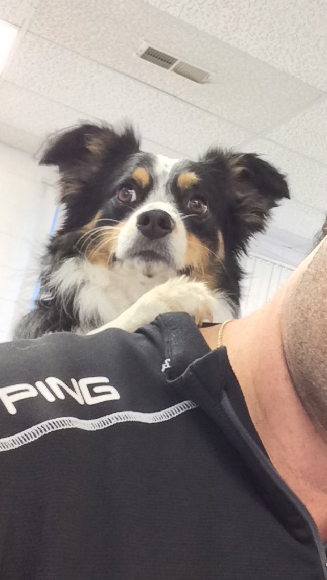 HappyDogsWloo's tweet image. Oh little Maggie!! #happydog