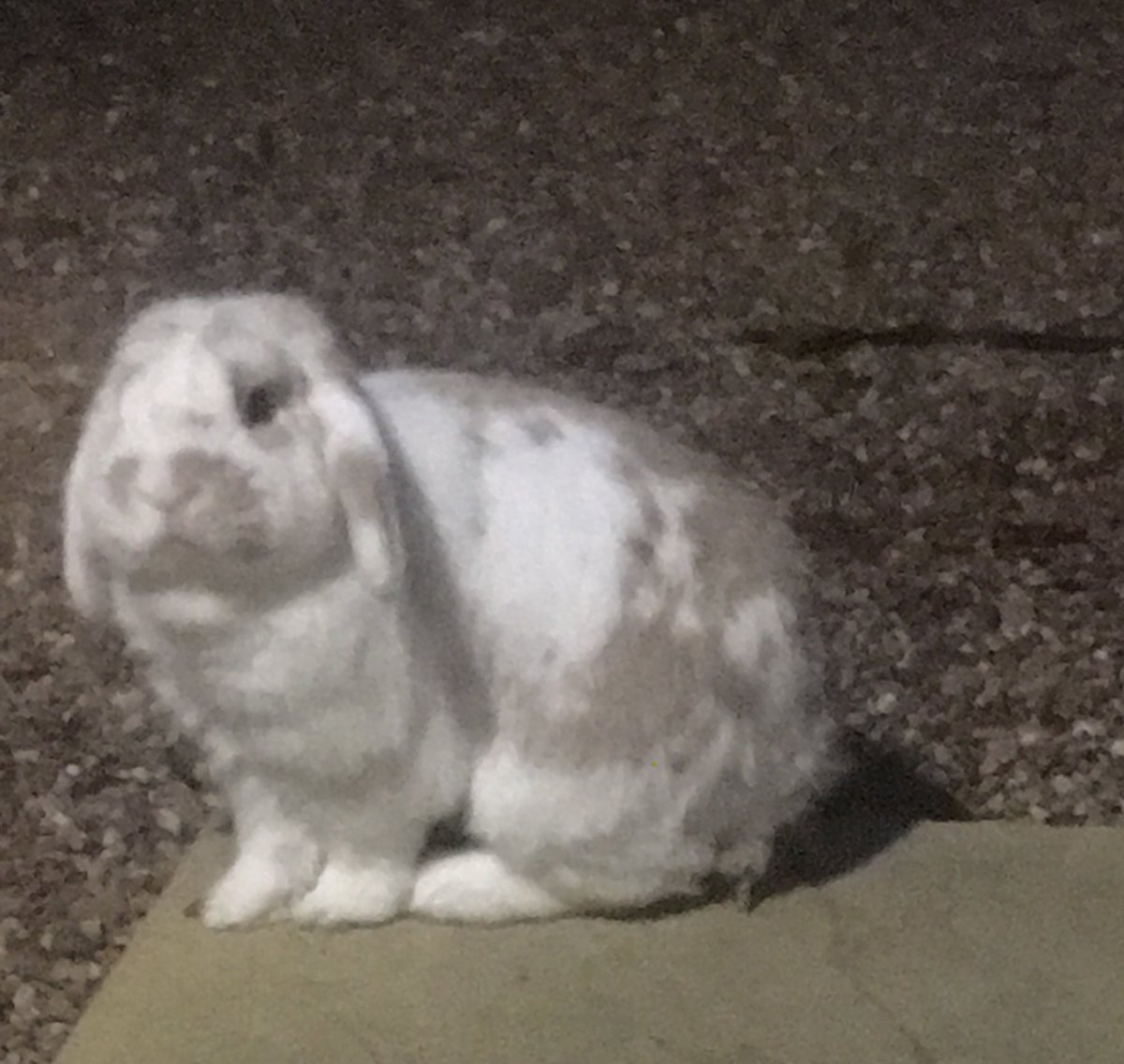 BeautifuelFit's tweet photo. I don't want him to go😭 #rabbit #canwekeephim #lovehim #fudge #hesSoCute #cute #bunny https://t.co/Dqn54LEvbW