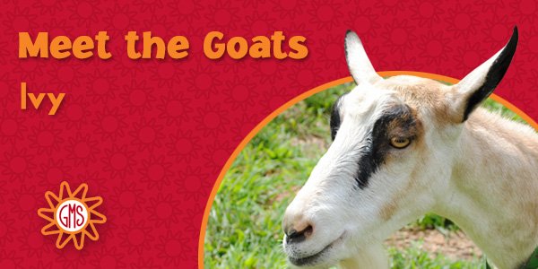 goatmilkstuff's tweet photo. Tough and sweet...should we have called her "Taffy" instead? https://t.co/6KPXexEmZE #MeetTheGoats #goat #biography https://t.co/xAbD4bkhLv