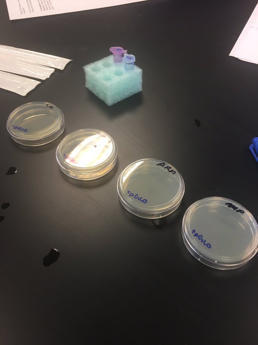 ljtaylor14's tweet photo. Genetic transforming bacteria in lab today. #pGLO #106week14 @UNKBiol106CW https://t.co/k90jXW4pgi